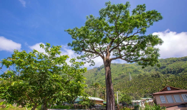 苦楝病虫害防治