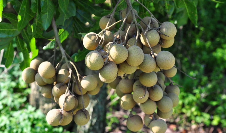 龍眼樹結果時間