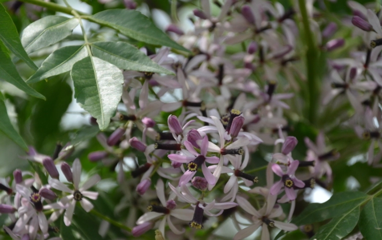 苦楝花開花時間 苦楝花開花時間