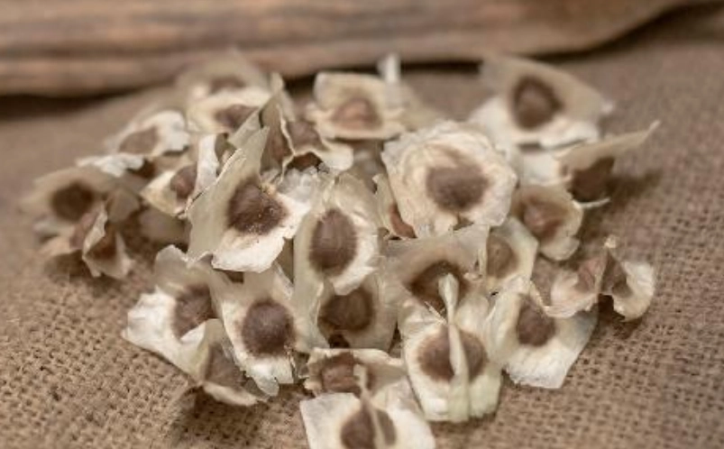 辣木籽食用禁忌