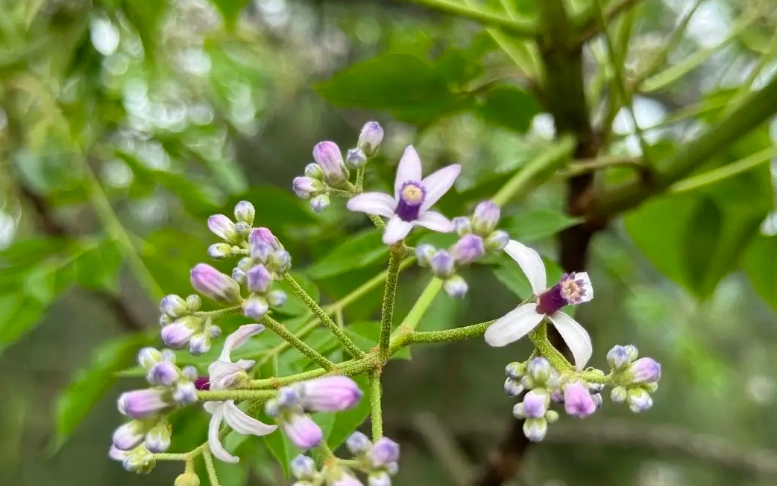 苦楝花開花時間 苦楝花開花時間