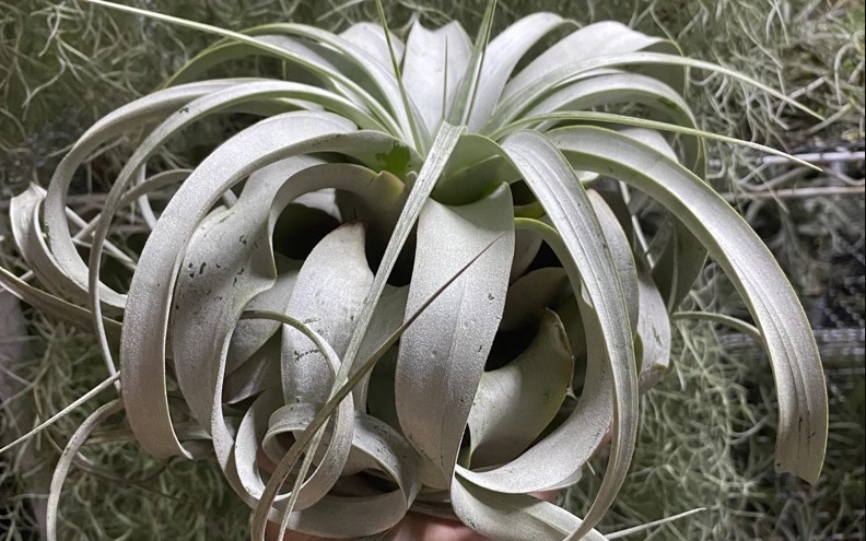 霸王鳳梨養殖技巧