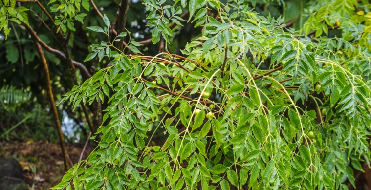 苦楝葉用途 苦楝葉用途