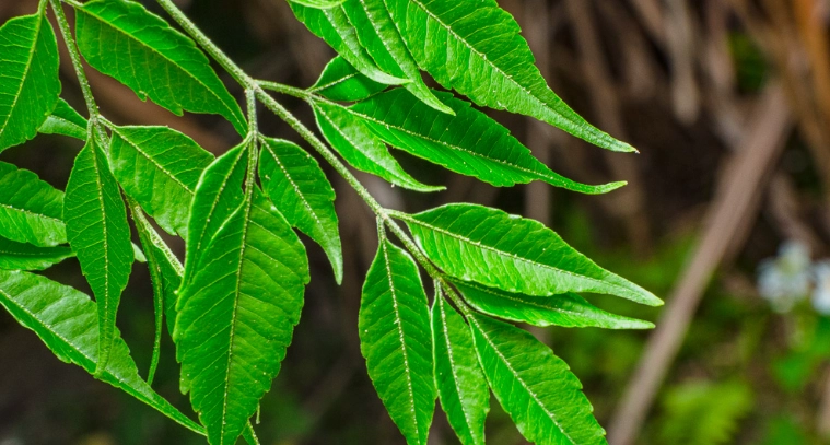 苦楝葉健康益處 苦楝葉健康益處