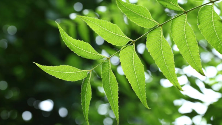 苦楝葉用途 苦楝葉用途