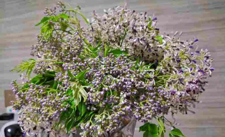 苦楝花觀賞 苦楝花觀賞