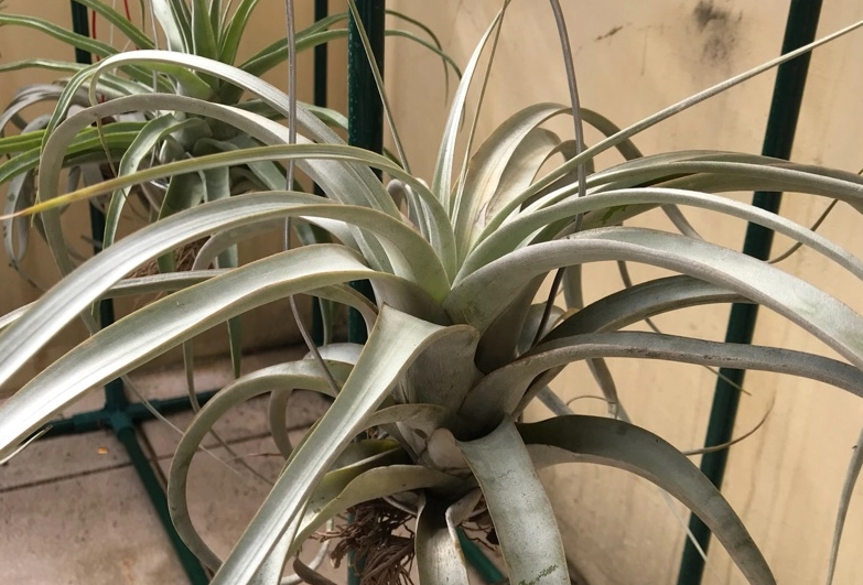 空氣鳳梨繁殖方法