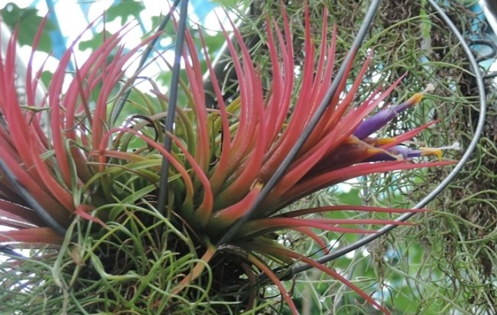 Tillandsia壽命延長