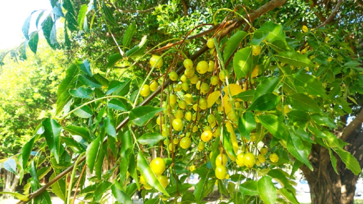 苦楝樹種子處理 苦楝樹種子處理