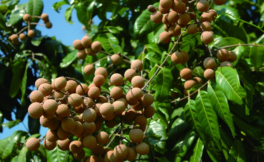 龍眼樹不結果原因