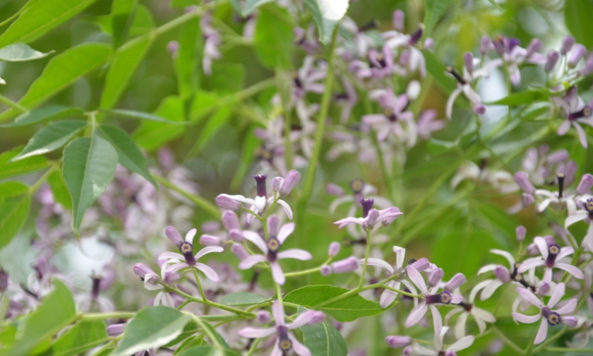 苦楝花開花時間 苦楝花開花時間