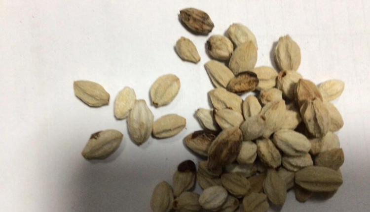 苦楝樹種子功效