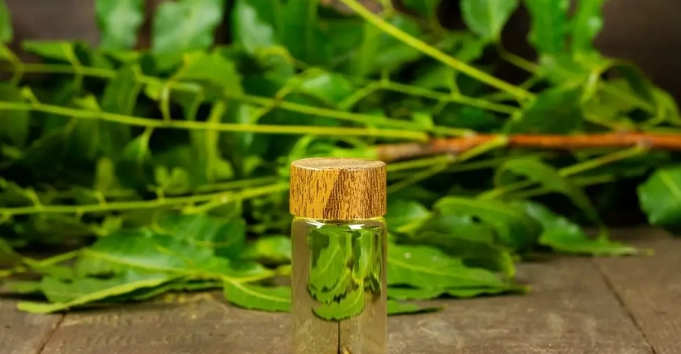 苦楝精油使用方法