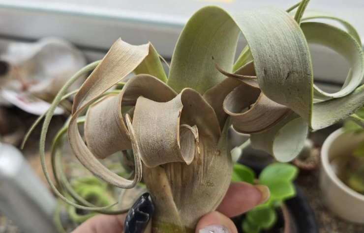 空氣鳳梨繁殖方法