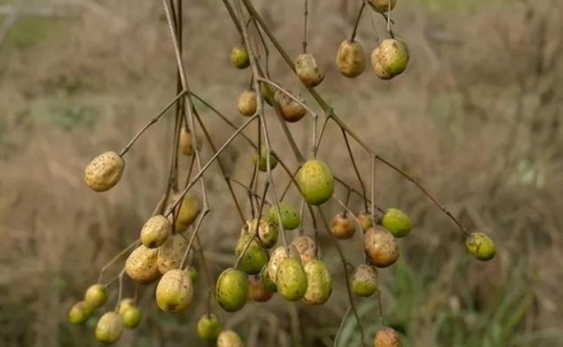 苦楝樹種子種植