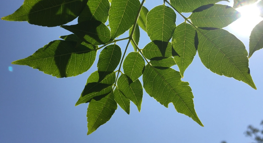 苦楝葉用途 苦楝葉用途