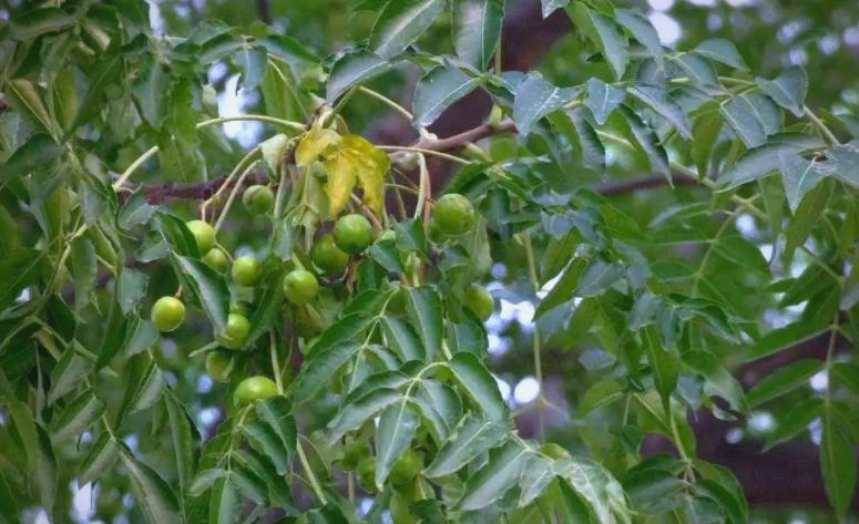 苦楝樹種子功效 苦楝樹種子功效