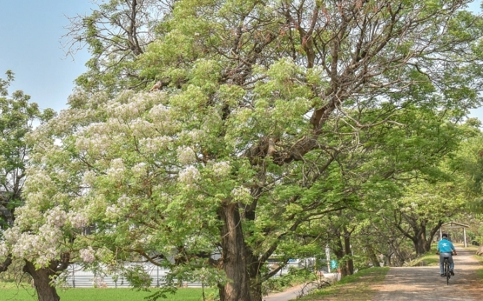 苦楝花觀賞 苦楝花觀賞