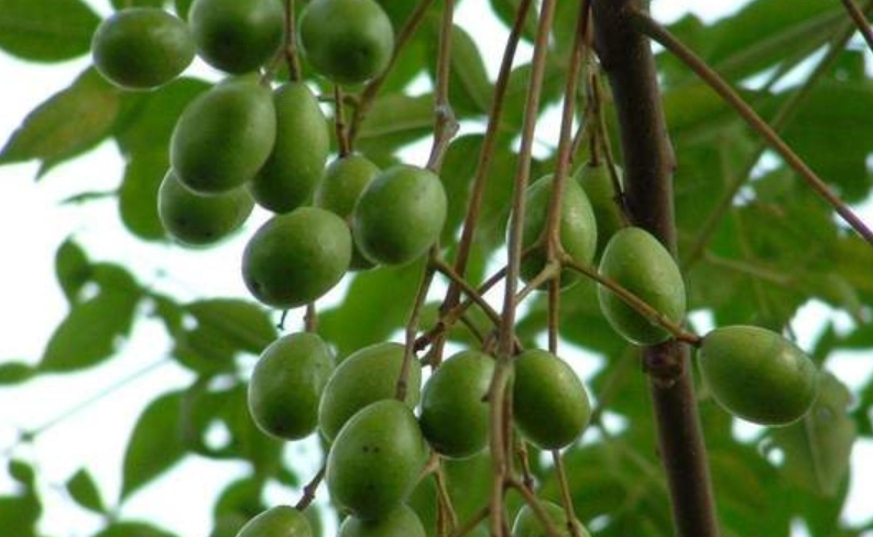 苦楝樹種子功效 苦楝樹種子功效