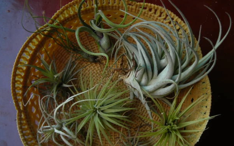 霸王鳳梨養殖技巧