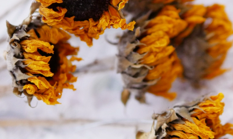 乾燥花裝飾 乾燥花裝飾