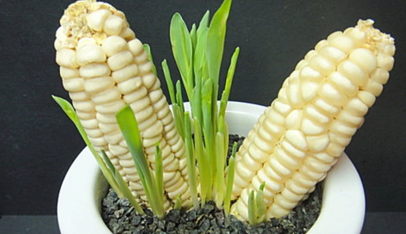 玉米盆栽種植技巧 玉米盆栽種植技巧