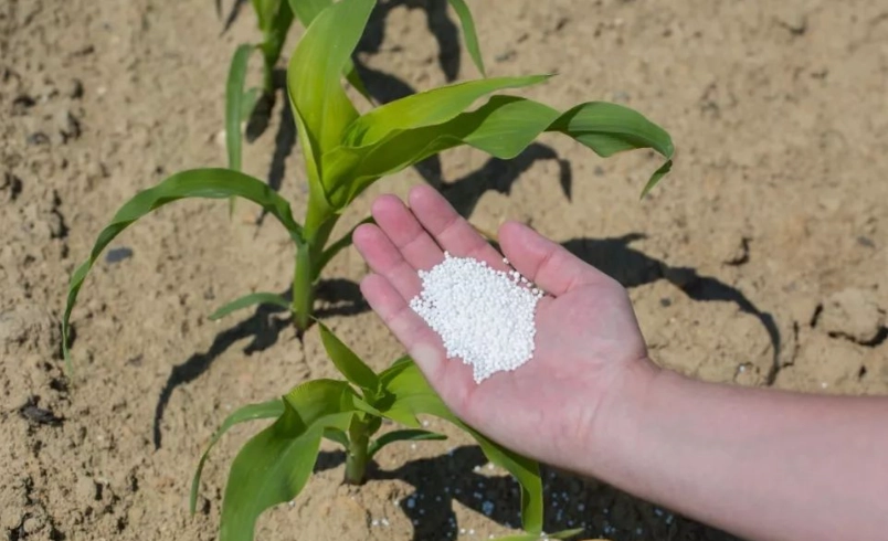 玉米施肥時機 玉米施肥時機