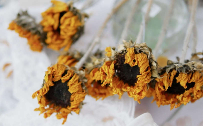 向日葵乾燥花製作 向日葵乾燥花製作