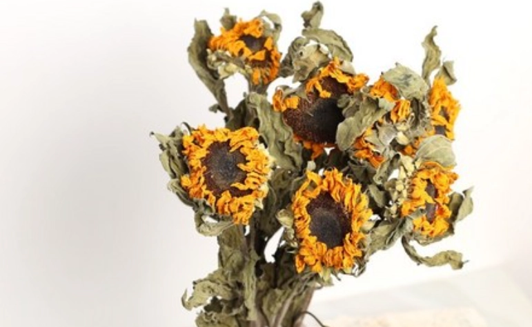 向日葵乾燥花製作 向日葵乾燥花製作