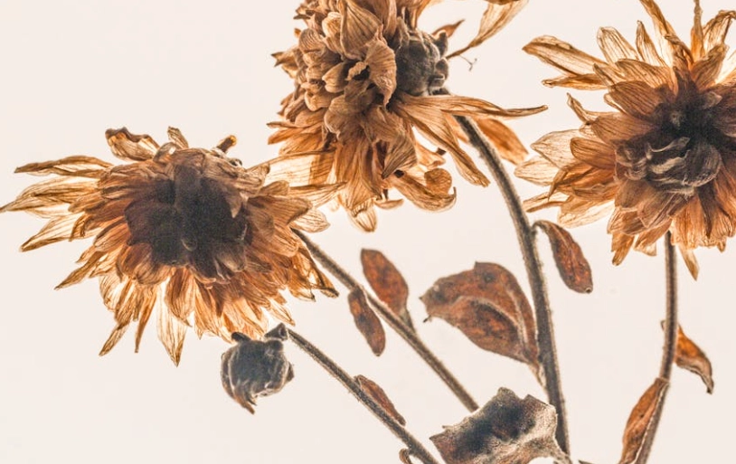 向日葵保存方法 向日葵保存方法