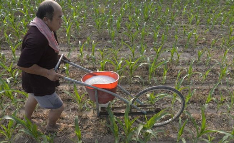 玉米肥料選擇 玉米肥料選擇