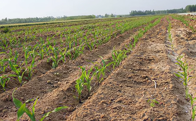 玉米肥料選擇 玉米肥料選擇