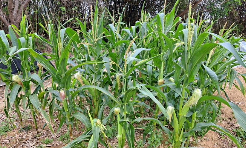 糯米玉米種植方法