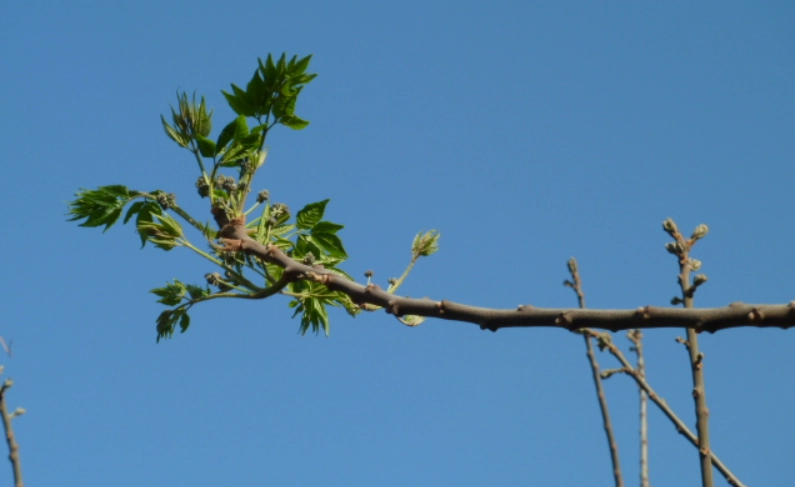 苦楝樹根種植方法