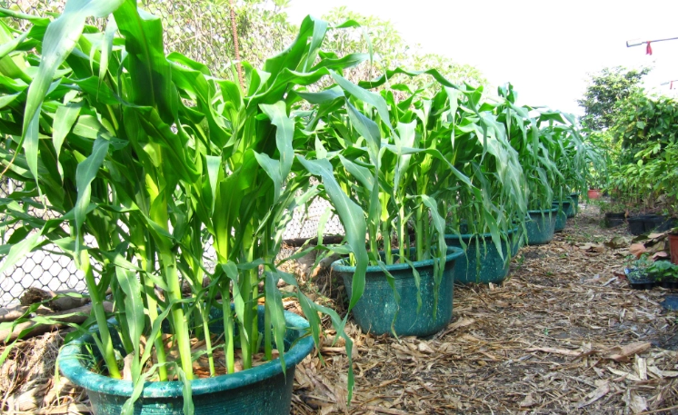陽台種植玉米 陽台種植玉米