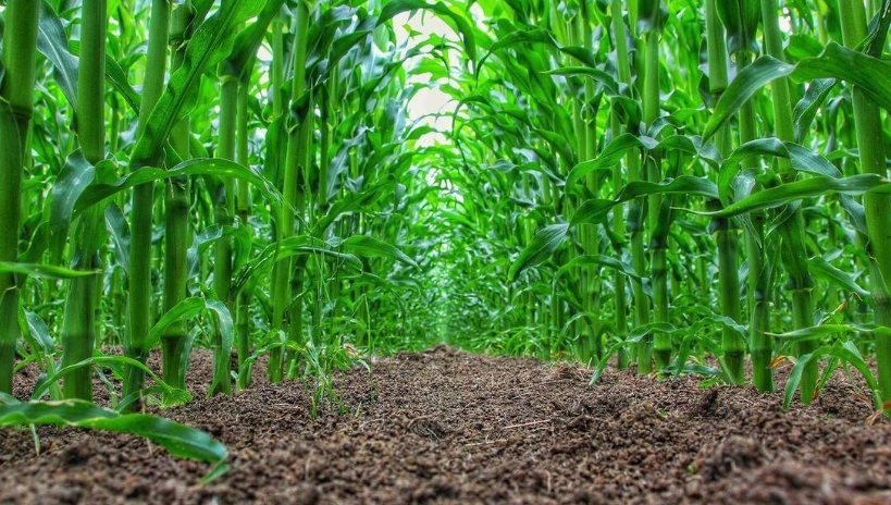 玉米肥料選擇 玉米肥料選擇