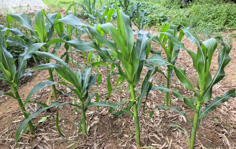 糯米玉米種植方法