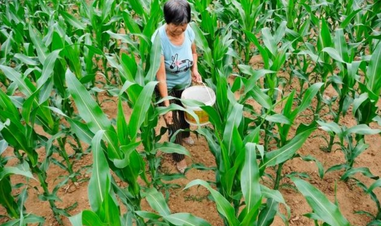 玉米施肥時機 玉米施肥時機