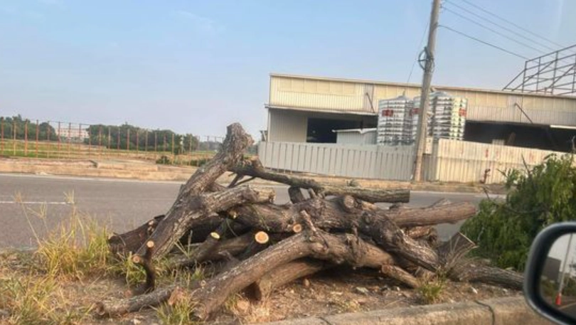 苦楝樹根種植方法