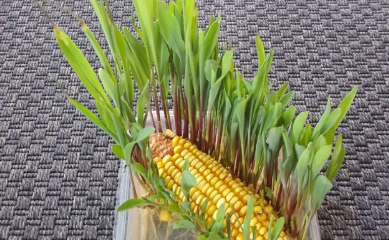 盆栽玉米生長條件 盆栽玉米生長條件