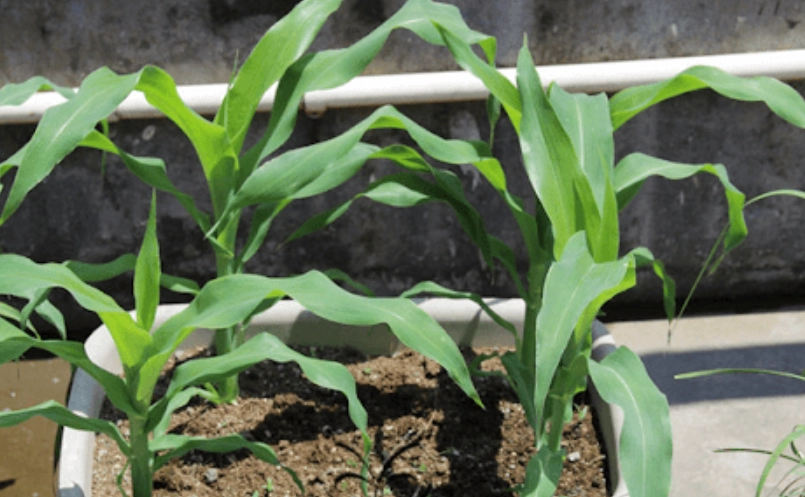 玉米盆栽種植技巧 玉米盆栽種植技巧