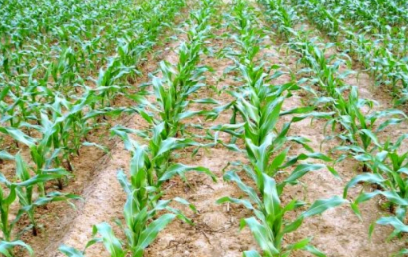 台灣糯米玉米種植