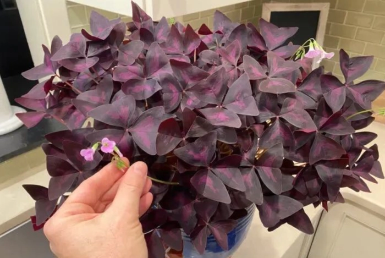 紫葉酢漿草種植技巧