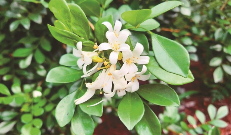 月橘病虫害防治 月橘病虫害防治