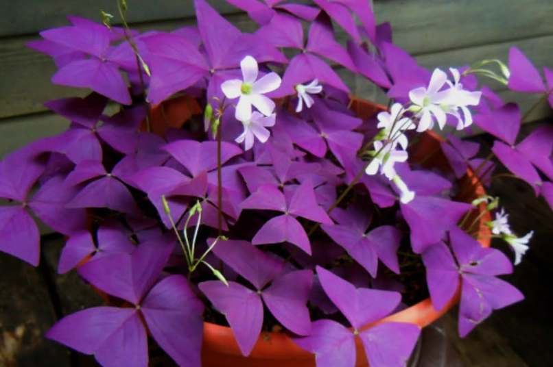 紫葉酢漿草種植技巧