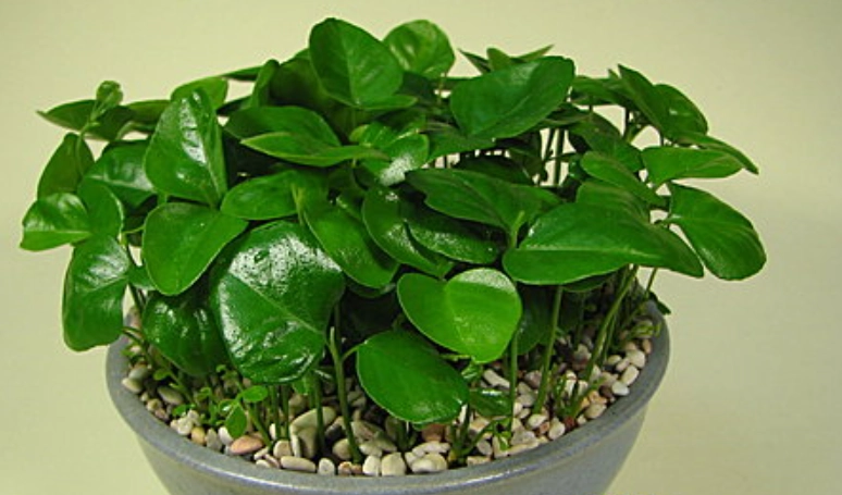 月橘病虫害防治 月橘病虫害防治