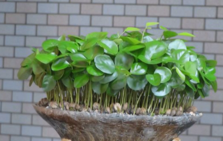 月橘種植技巧 月橘種植技巧