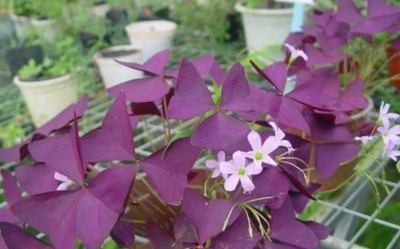 酢漿草分株方法