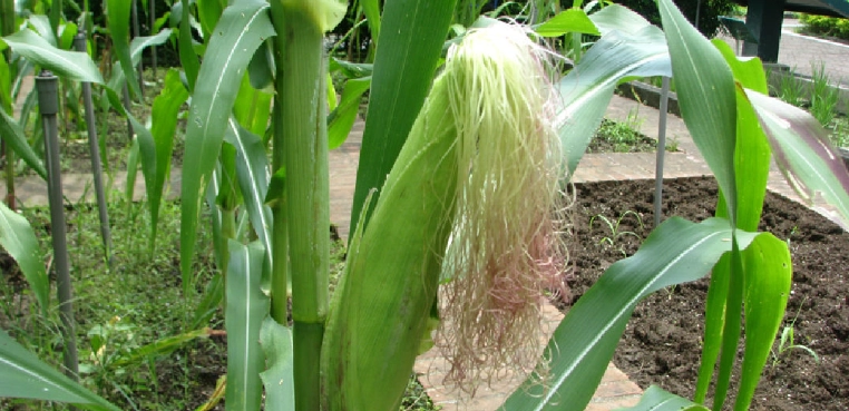 台灣糯玉米種植