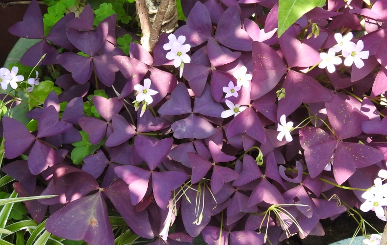 酢漿草分株方法